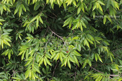 Polyalthia cerasoides